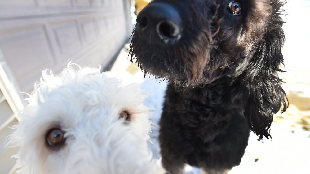 Image: Susan and Lonnie Chester 's labradoodles Eva, bottom, and Adam