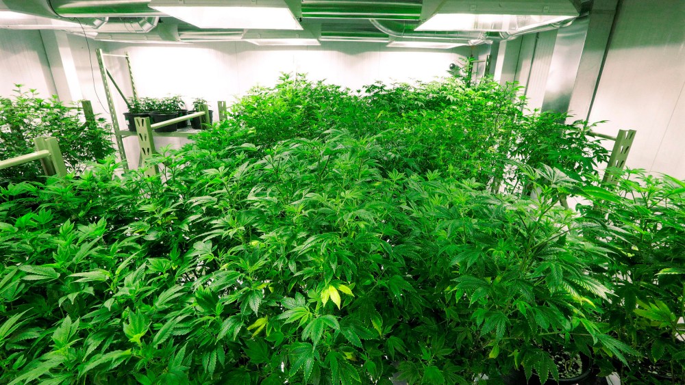 Image: The "mother" marijuana plants are keep healthy inside the "Mother Room" at the Ataraxia medical marijuana cultivation center