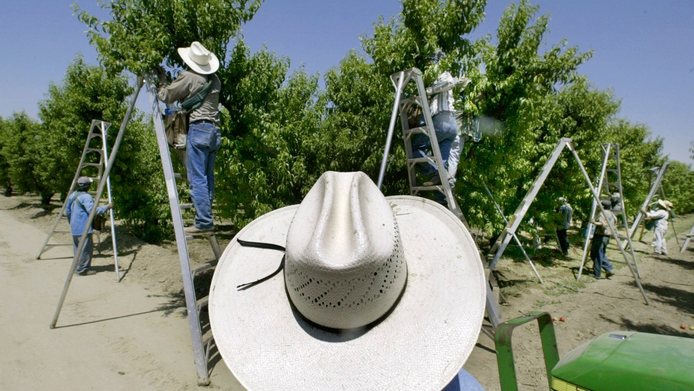 Image: A foreman watches workers pick fruit in an Orchard in Arvin, California, in 2004.
