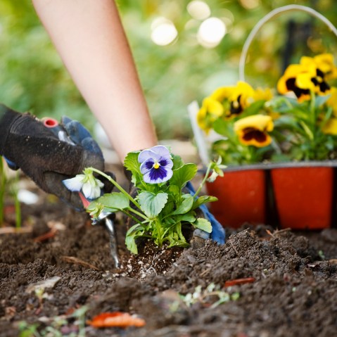 Image: Gardening Hands