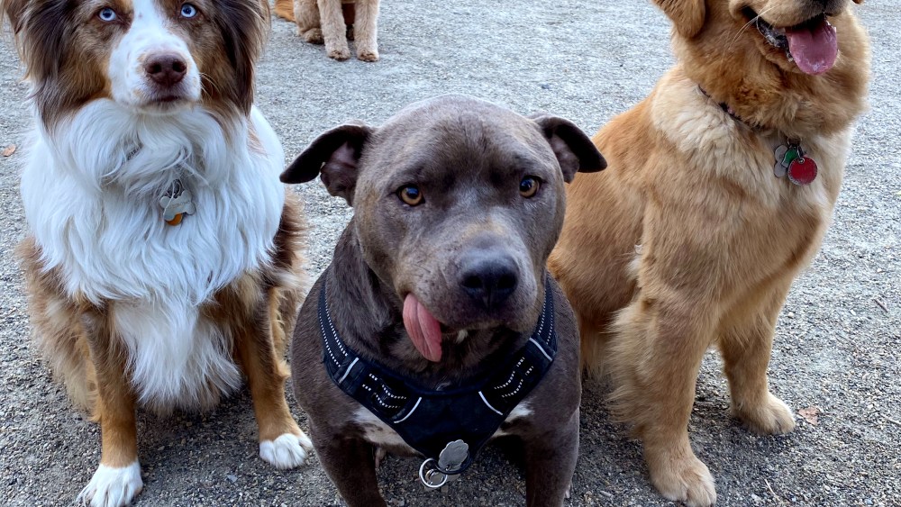 Image: Rowdy, left, and her friends, Gummy Bear and Goldie, at a dog park.