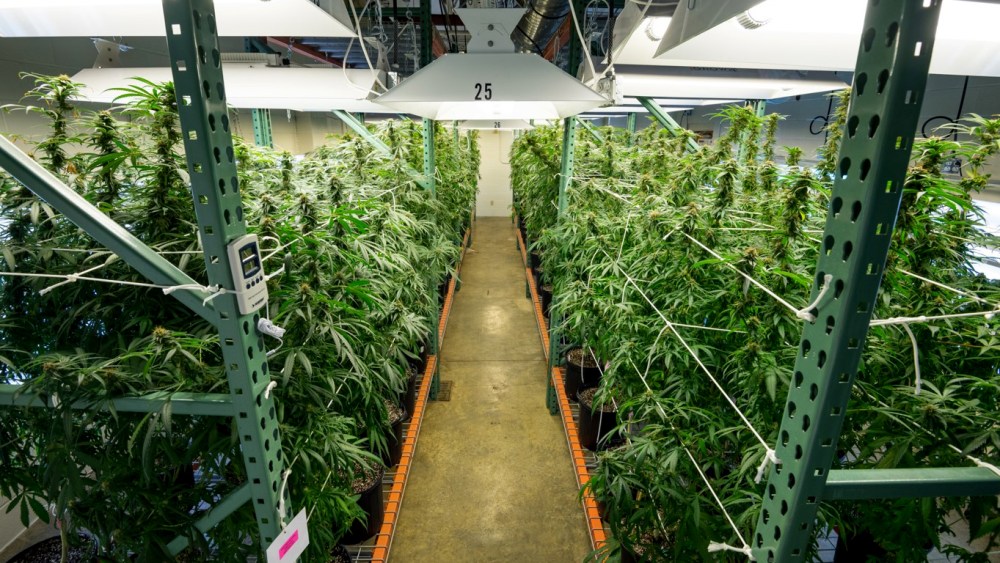 Image; Indoor cultivation of marijuana at the University of Mississippi.
