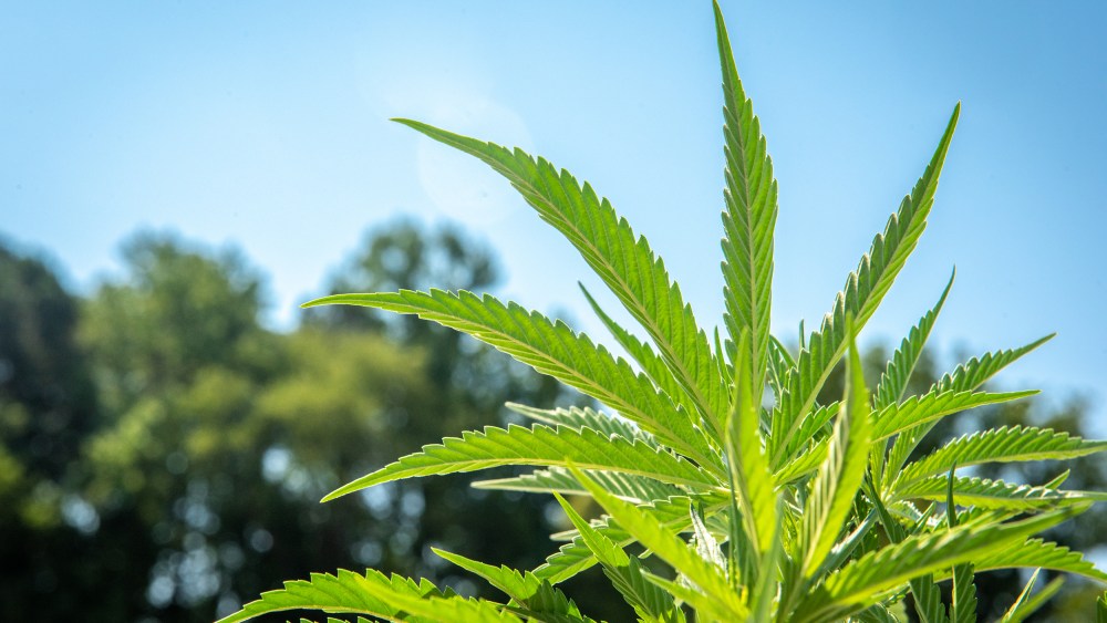 Image: Industrial Hemp (Cannabis sativa) growing commercially on the eastern shore of Maryland
