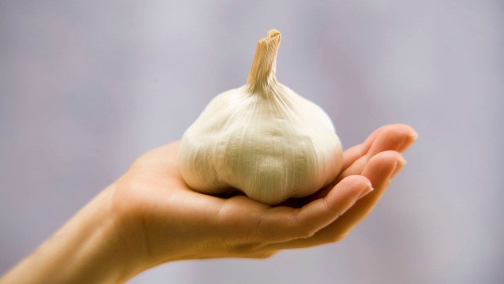 Woman holding garlic bulb, close-up