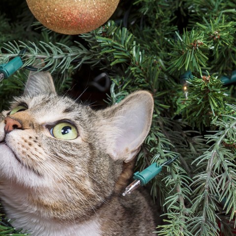 Close-Up Of Cat On Christmas Tree