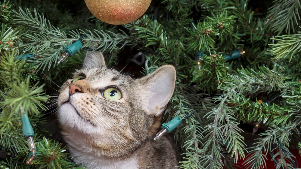 Close-Up Of Cat On Christmas Tree