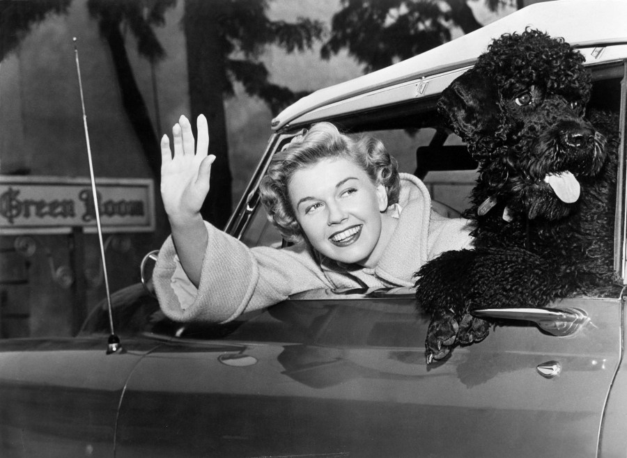 Doris Day with a poodle in her car circa 1955.