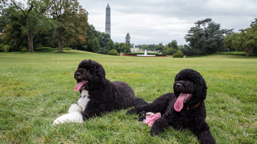 A handout image released by the White House shows Bo (L) with new friend Sunny (R) the Obama family dogs, on the South Lawn of the White House in Washington, D.C., on Aug. 19, 2013. (Photo by Pete Souza/The White House/Handout/EPA)