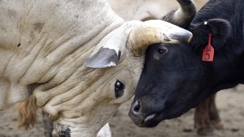 A pair of bulls butt heads in a paddock at The Great Bull Run at the Georgia International Horse Park in Conyers, Georgia, October 19, 2013.