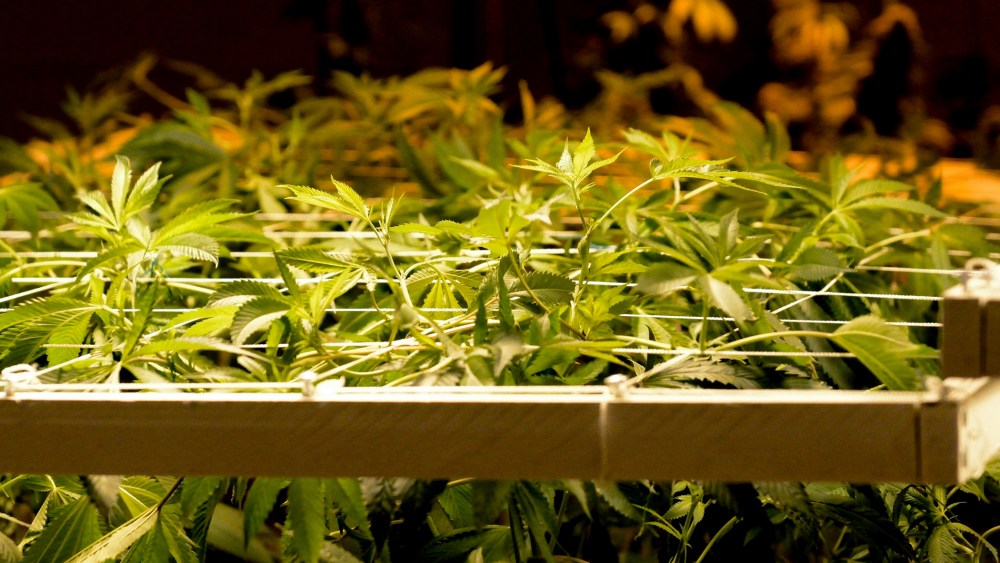 Image: Recreational Marijuana Sales Begin in Colorado