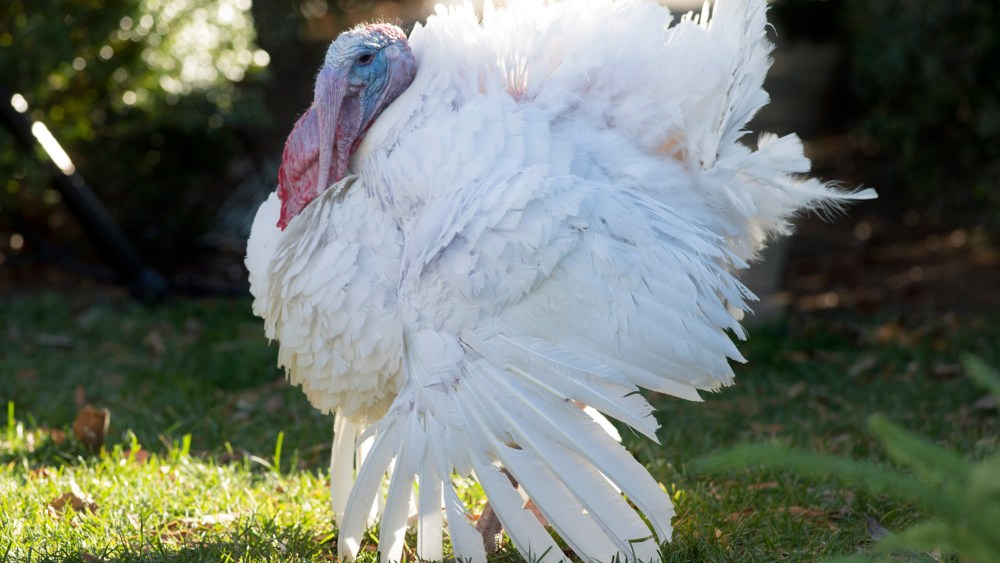 The National Thanksgiving Turkey walks in the Rose Garden before being pardoned by President Barack Obama in a ceremony at the White House in Washington, DC, November 25, 2015.