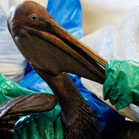 Volunteers clean an oil covered brown pelican affected by the BP Deepwater Horizon oil spill in the Gulf of Mexico in Buras, Louisiana, June 9, 2010.