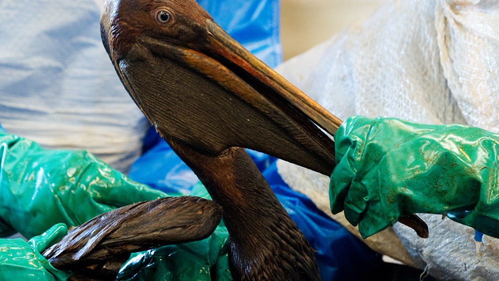 Volunteers clean an oil covered brown pelican affected by the BP Deepwater Horizon oil spill in the Gulf of Mexico in Buras, Louisiana, June 9, 2010.