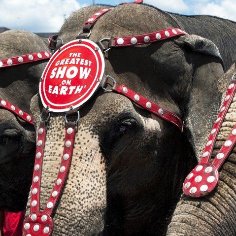 Ringling Bros. and Barnum & Bailey elephants Bunny, Susie and Minnie line up for a hot dog bun eating contest July 2, 2010 in Coney Island, New York. (Photo by Don Emmert/AFP/Getty)