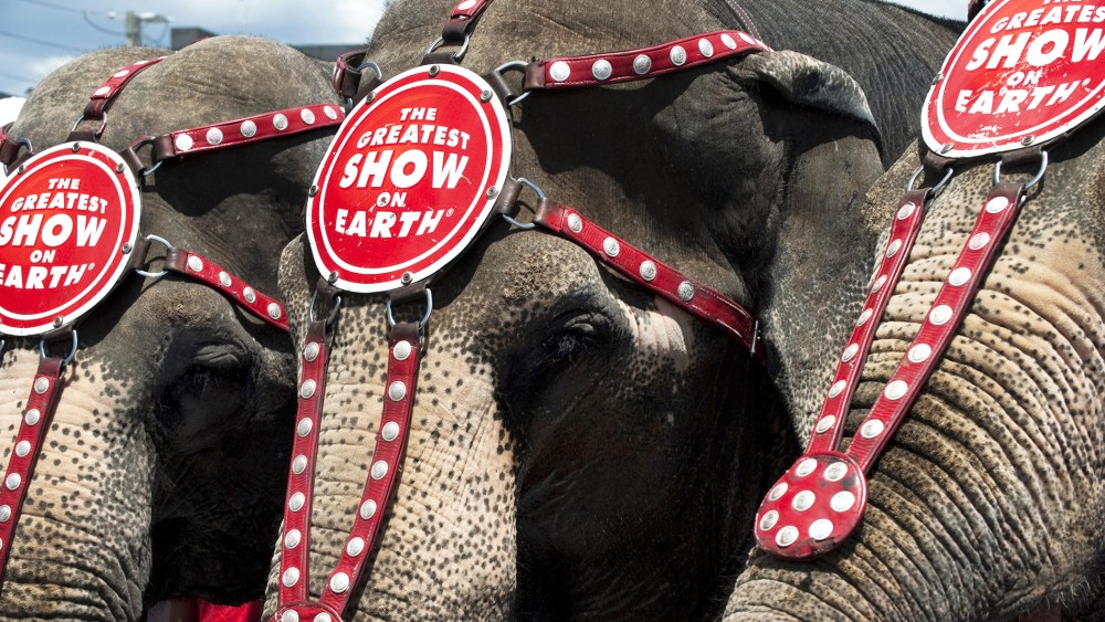 Ringling Bros. and Barnum & Bailey elephants Bunny, Susie and Minnie line up for a hot dog bun eating contest July 2, 2010 in Coney Island, New York. (Photo by Don Emmert/AFP/Getty)