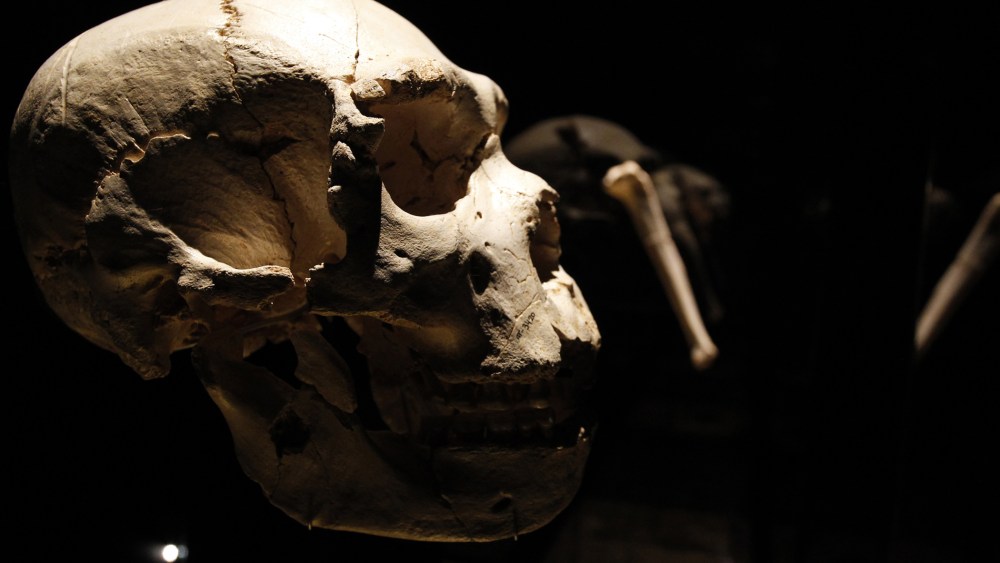 View of a skull of an adult Homo heidelbergensis on display at the Museum of Human Evolution, July 13, 2010 in Burgos, Spain.