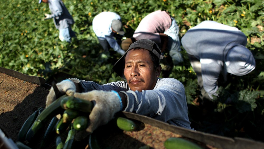 Migrant farm workers from Mexico harvest organic zucchini while working at the Grant Family Farms on September 3, 2010 in Wellington, Colorado.
