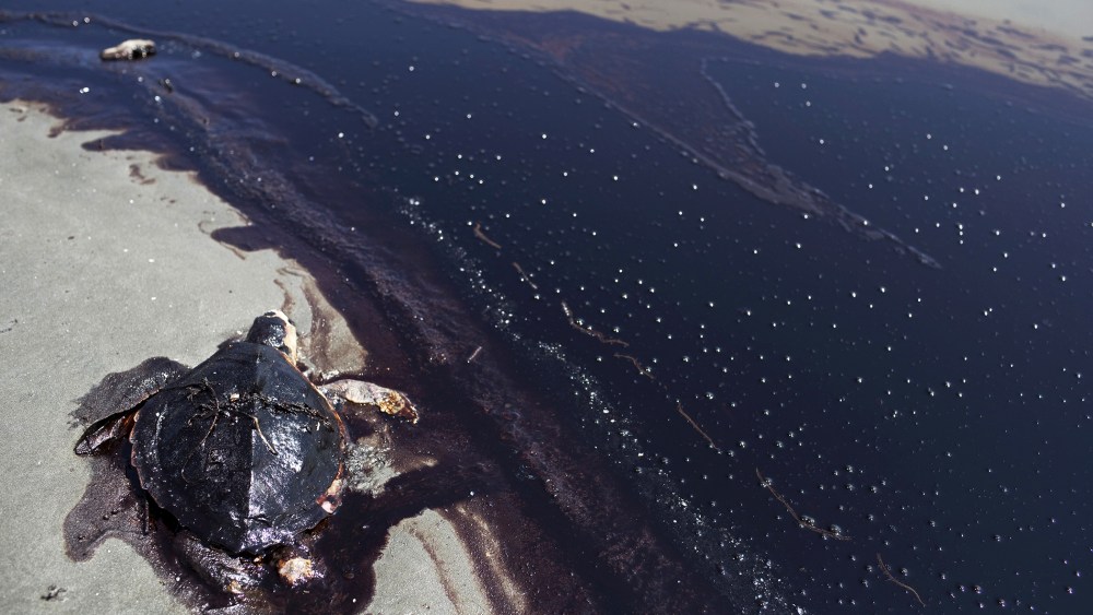 A dead sea turtle lies next to a rolling tide of crude oil, released following the sinking of the BP Deepwater Horizon drilling rig, June 7, 2010.