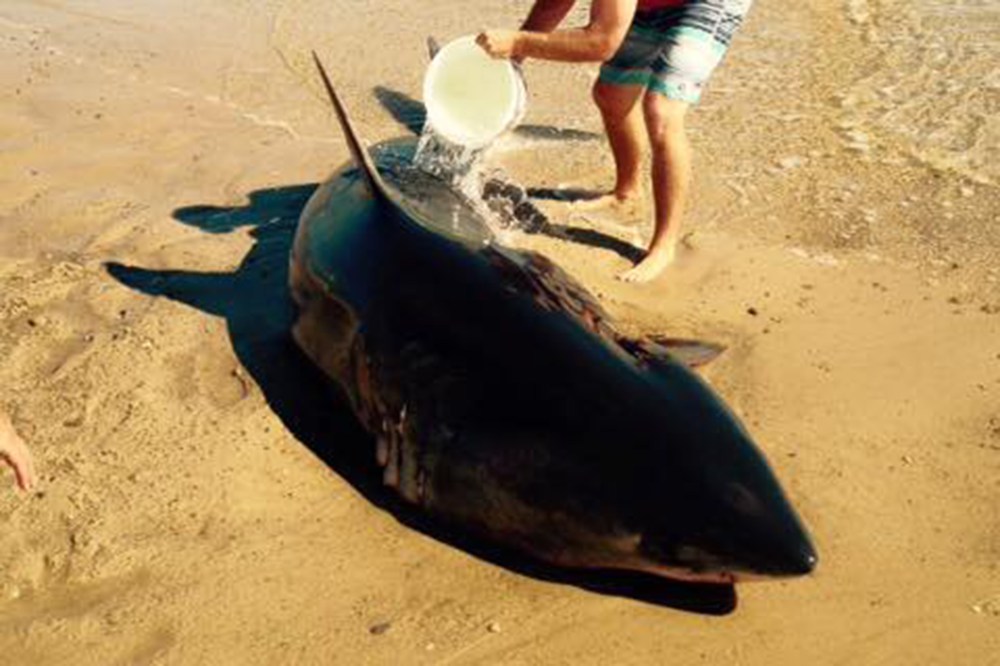 A stranded Great White shark on Whitecrest Beach in Mass. on Sept. 6, 2015. (Photo by Wellfleet, Massachusetts Police Department)