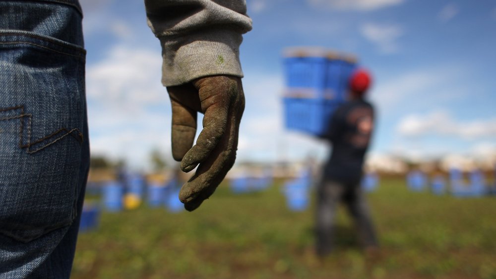 Image: Colorado Farm Suffers As Immigrant Workforce Diminishes