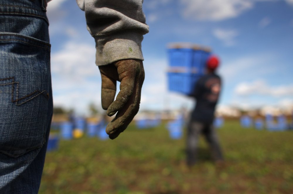 Image: Colorado Farm Suffers As Immigrant Workforce Diminishes