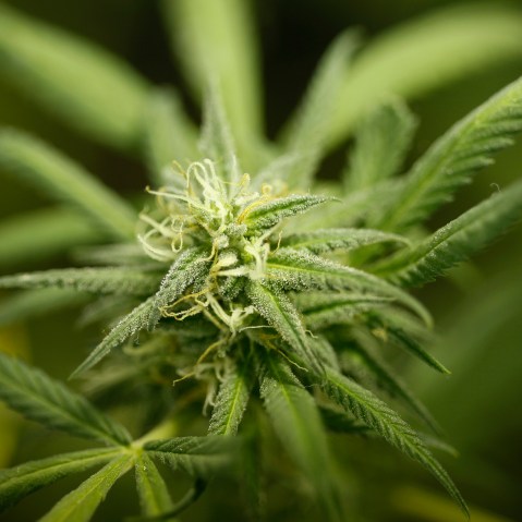 Marijuana plants grow at Perennial Holistic Wellness Center, a not-for-profit medical marijuana dispensary in operation since 2006, on Sept. 7, 2012 in Los Angeles, Calif.