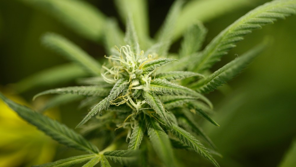 Marijuana plants grow at Perennial Holistic Wellness Center, a not-for-profit medical marijuana dispensary in operation since 2006, on Sept. 7, 2012 in Los Angeles, Calif.