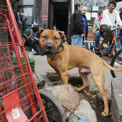 A dog is leashed to a tree as people gather in an area where free food and electric charging is offered in Manhattan’s East Village following Superstorm Sandy on November 1, 2012 in New York City.  (Photo by Mario Tama/Getty Images)