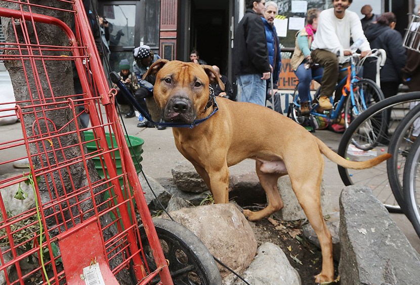 A dog is leashed to a tree as people gather in an area where free food and electric charging is offered in Manhattan’s East Village following Superstorm Sandy on November 1, 2012 in New York City.  (Photo by Mario Tama/Getty Images)