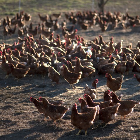 US-FOOD-POULTRY