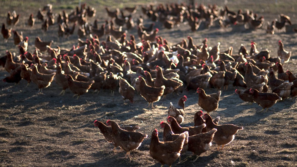 US-FOOD-POULTRY