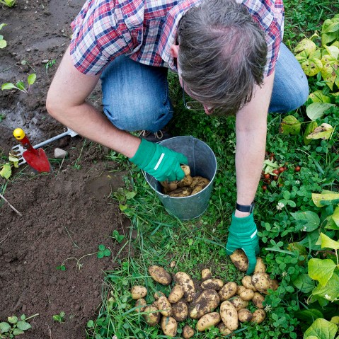 Rainer Stosberg sorts harvested potatoes, August 4, 2013.