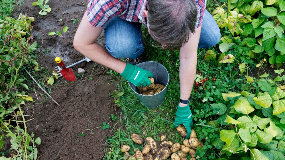 Rainer Stosberg sorts harvested potatoes, August 4, 2013.