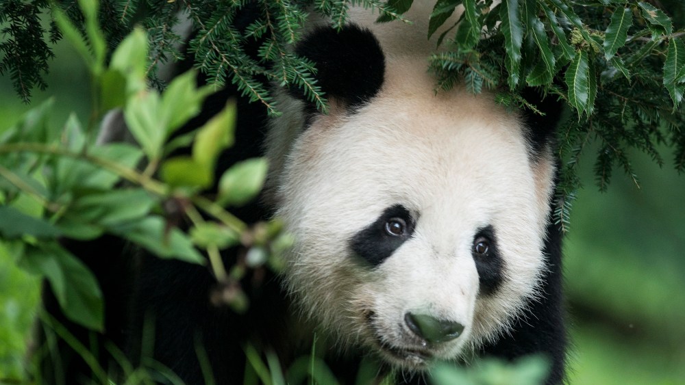 Giant Panda Tian Tian