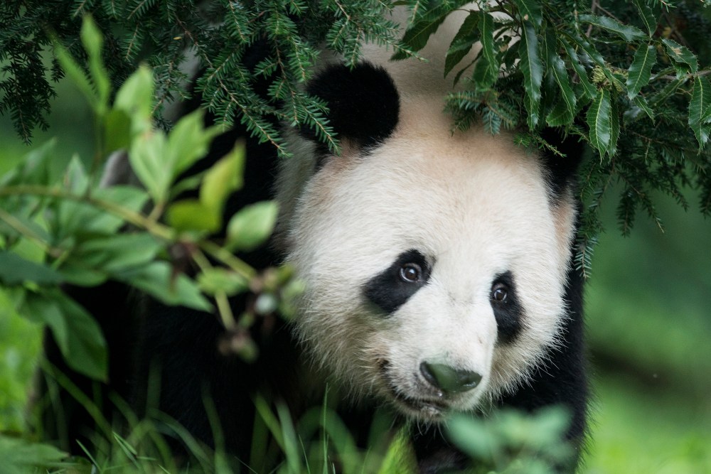 Giant Panda Tian Tian
