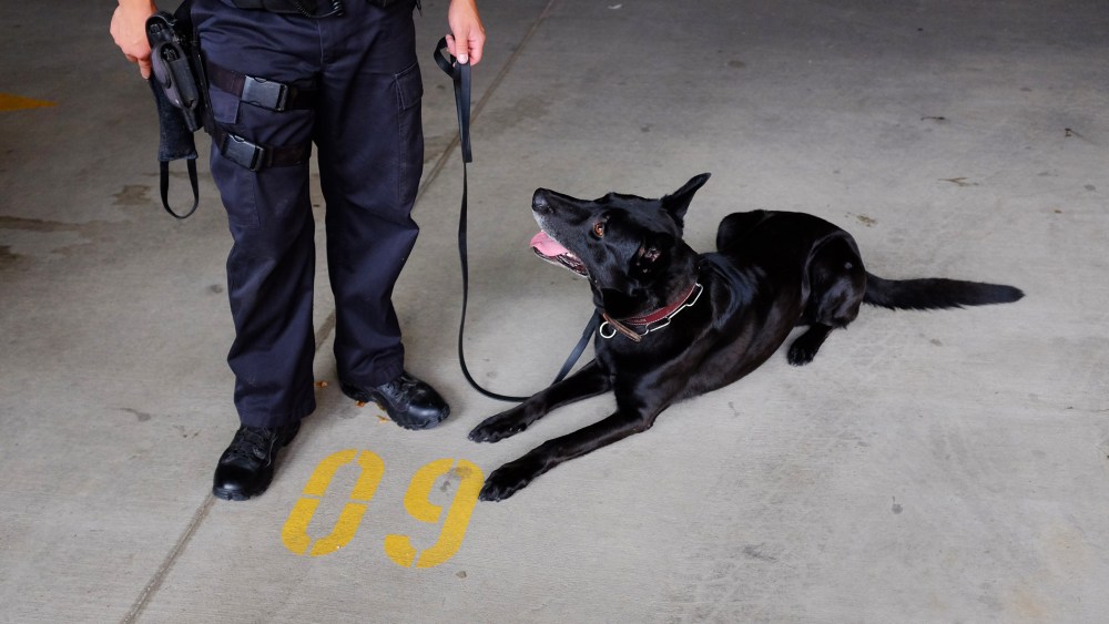 A police officer holds his dog on a leash after demonstrating a narcotic search on a vehicle in Colorado Springs, Colo., on Aug. 12, 2013. (Photo by Matthew Staver/Bloomberg/Getty)