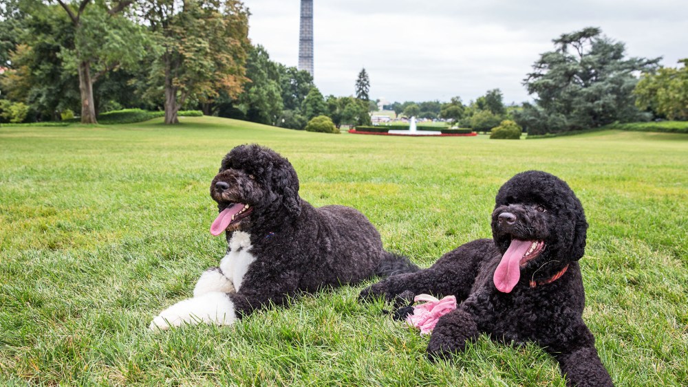 Bo (L) and Sunny, the Obama family dogs, on the South Lawn of the White House on August 19, 2013 in Washington, D.C.
