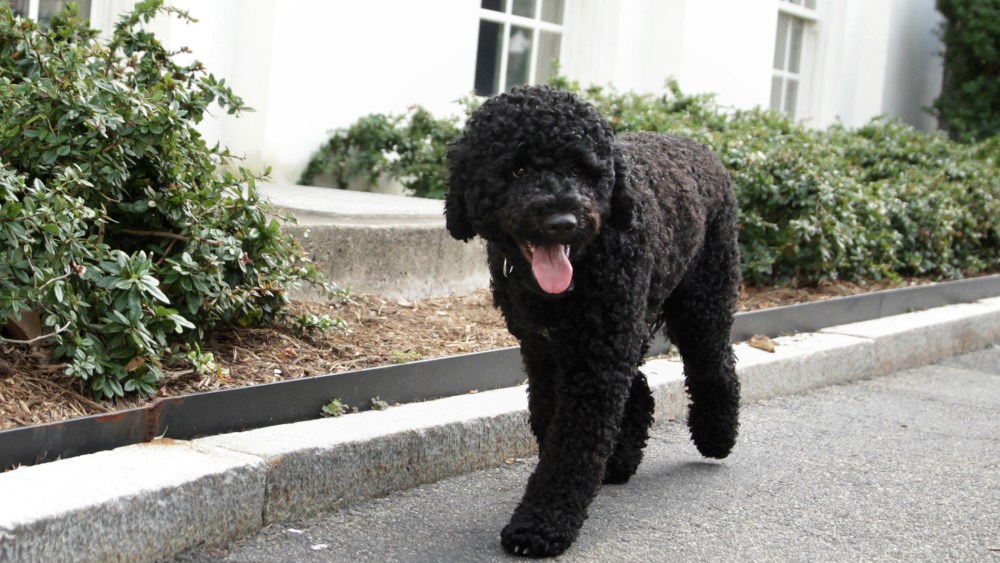 Presidential dog Sunny is seen outside the White House Press Room as she was brought out for a walk by her handler Sept. 9, 2013 at the White House in Washington, DC.