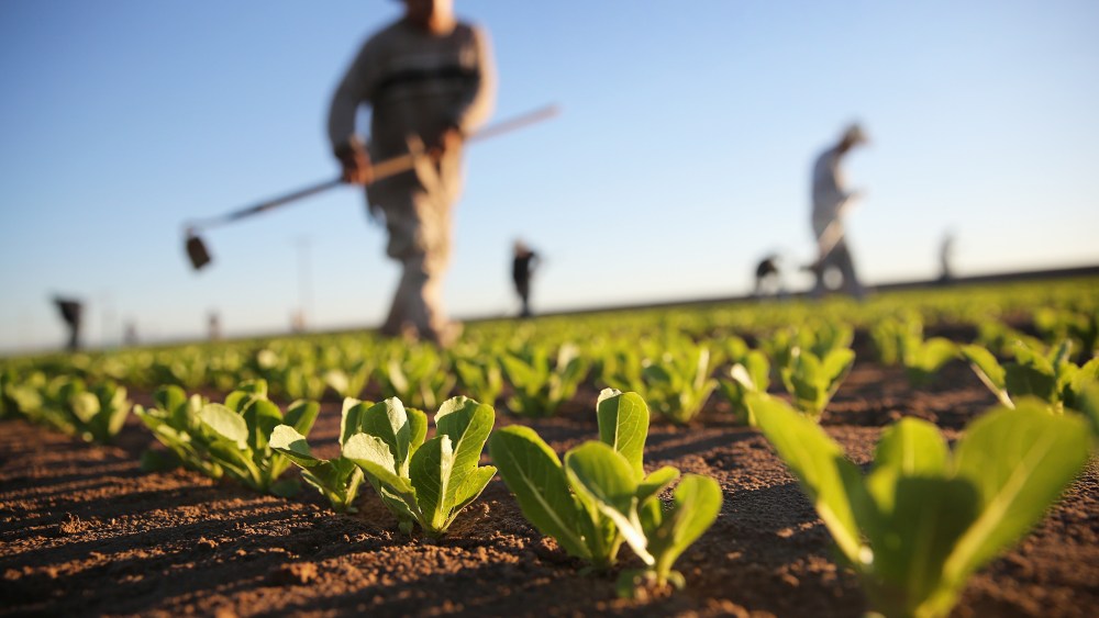 Workers cultivate romaine lettuce on a farm on October 8, 2013 in Holtville, California.