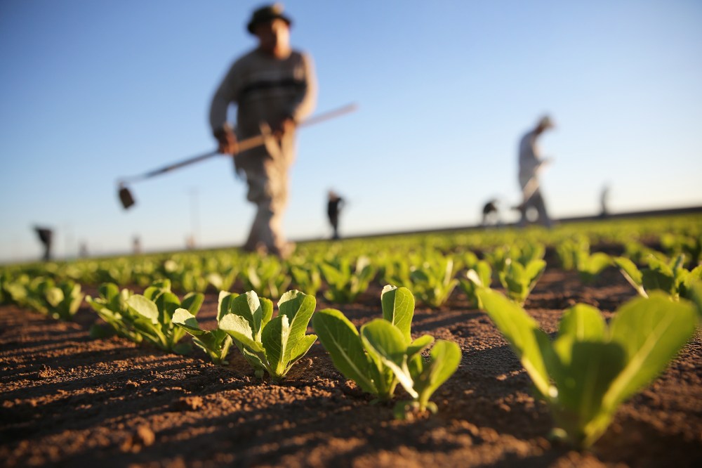 Workers cultivate romaine lettuce on a farm on October 8, 2013 in Holtville, California.