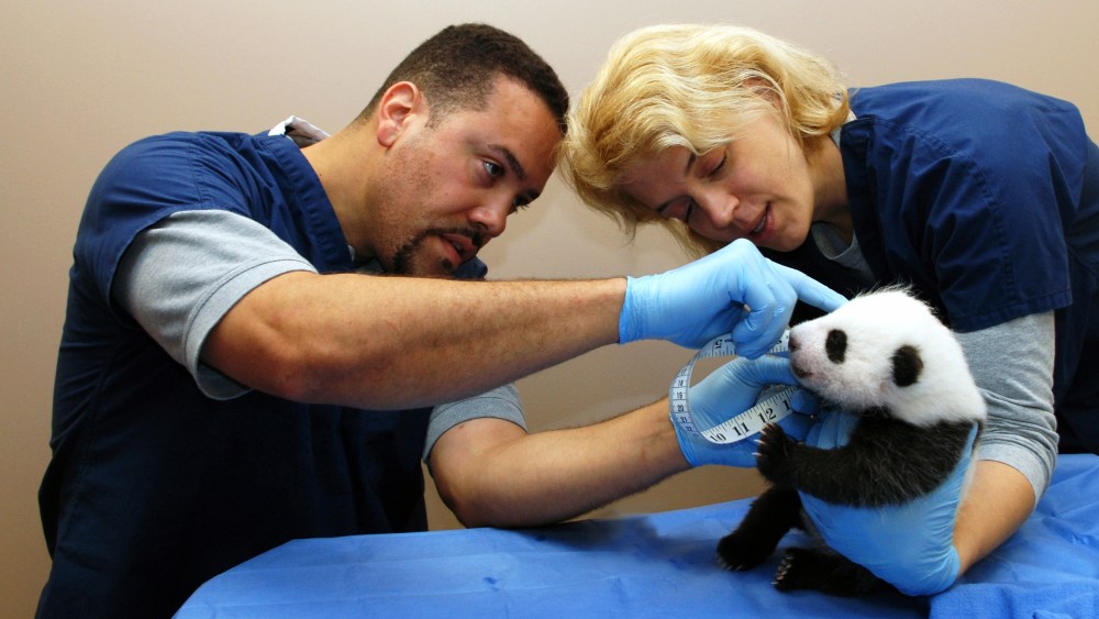 The Smithsonian's National Zoo's six-week-old panda cub is examined October 8, 2013 in Washington, DC.