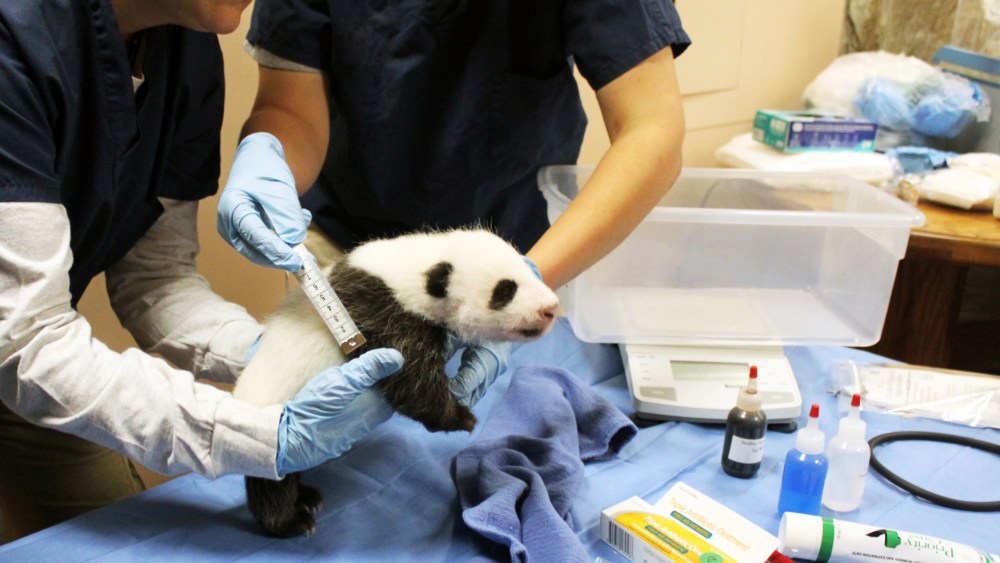 The Smithsonian's National Zoo's six-week-old panda cub is examined in Washington, DC, on October 4, 2013.