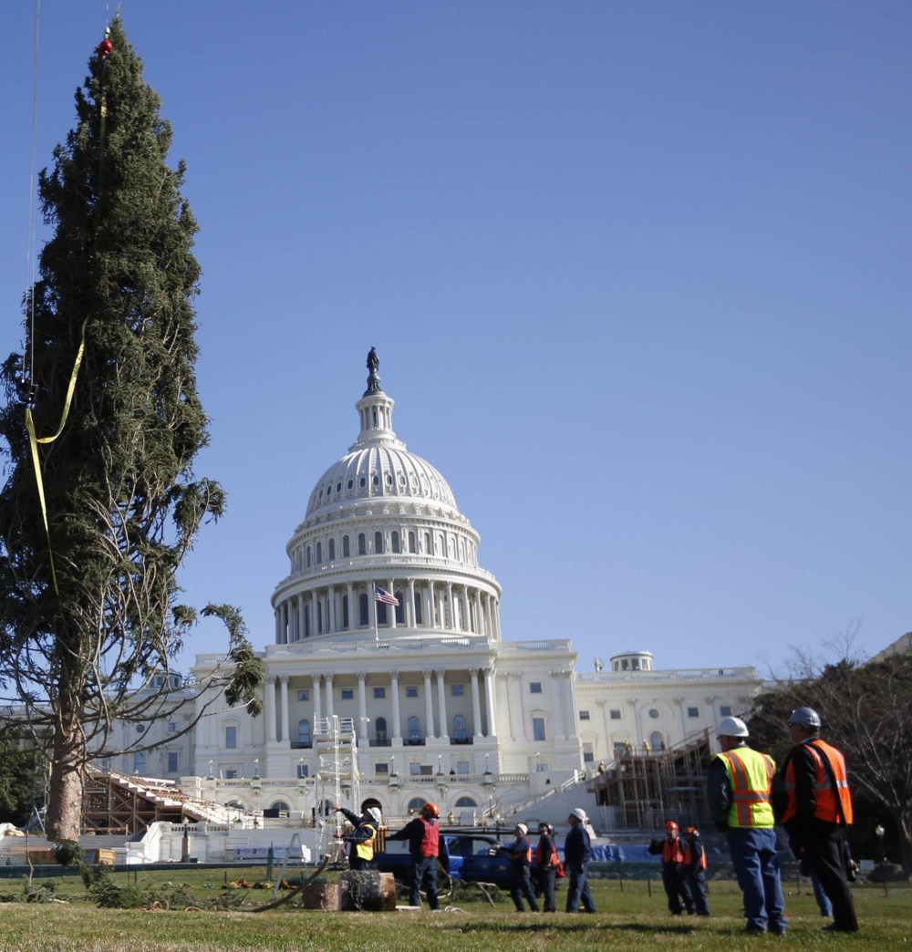 Image: Capitol Christmas Tree is installed on the west side of the U.S. Capitol in Washington