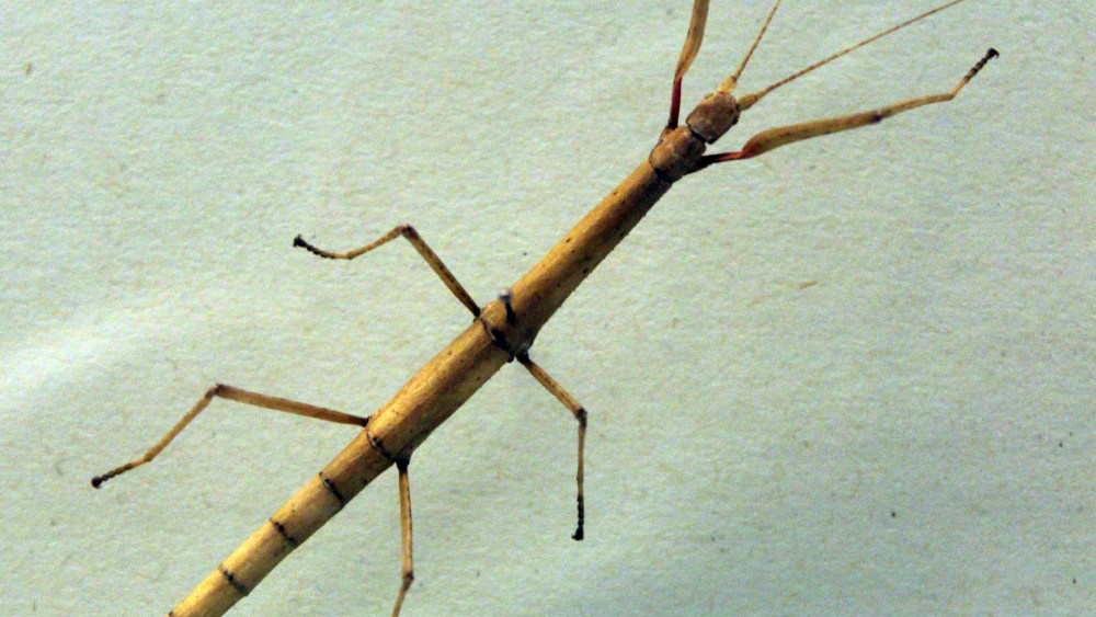 Indian Stick Insect (carausius morosus), Museum of Natural History Berlin