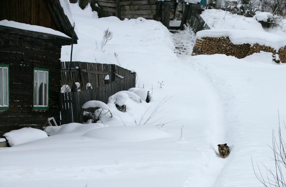 Taiga district outside Russia's Siberian city of Krasnoyarsk, January 12, 2014.