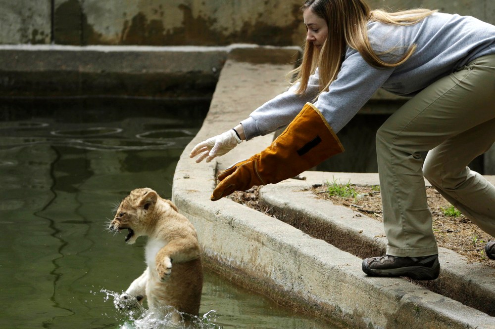 Smithsonian National Zoo biologist Leigh Pitsko releases a male lion cub for its swim test in the zoo habitat moat, in Washington May 6, 2014.