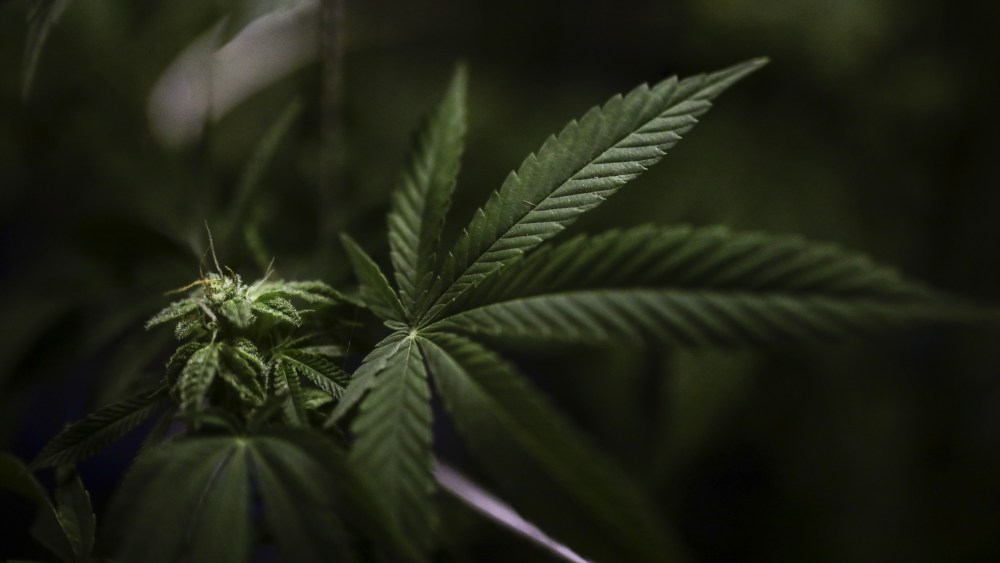 A cannabis plant in La Ceja, Antioquia, Colombia on July 18, 2023.