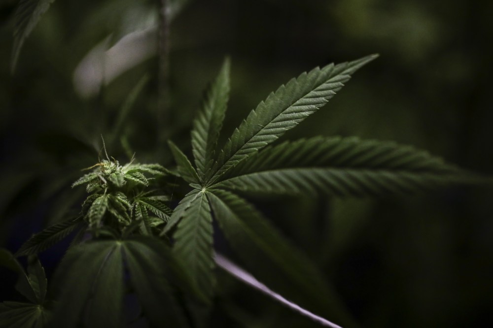 A cannabis plant in La Ceja, Antioquia, Colombia on July 18, 2023.