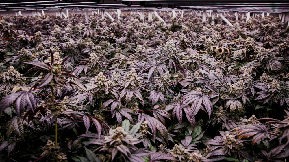 Flowering cannabis plants grow beneath LED lights