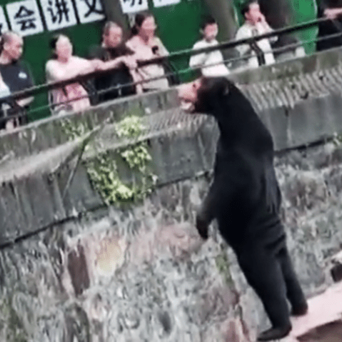 Chinese Zoo denies that bear is human in costume after social media speculation.